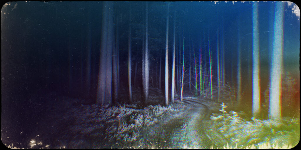 trees in a forest illuminated by a light in the foreground